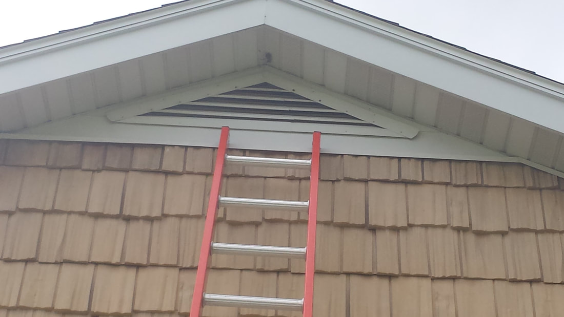 looking for bat entry pointing with a ladder in central new york