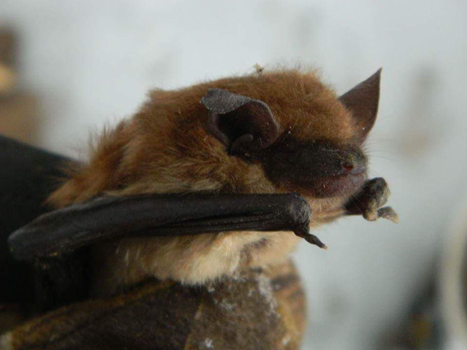 Bat camptured in syracuse new york